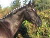 eventing horse Räubercharme (Trakehner, 2009, from Heldenberg)