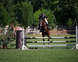 Springpferd General darco (KWPN (Niederländisches Warmblut), 2011, von Darco)