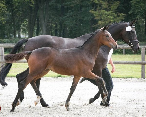 horse High Destiny (Trakehner, 2015, from Sixtus)