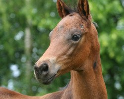 dressage horse Donauregent (Trakehner, 2015, from Silvermoon)