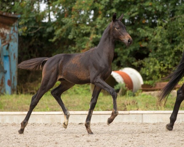 dressage horse Shiraz Gold HT (Trakehner, 2015, from Schwarzgold)