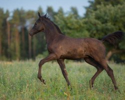 Dressurpferd Ulan Bator (Trakehner, 2015, von E.H. Millennium)