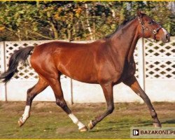 broodmare Armila (Polish Warmblood, 1997, from Biskwit)