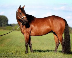 broodmare Footprints In Tioga (Quarter Horse, 2006, from Footworks Finest)