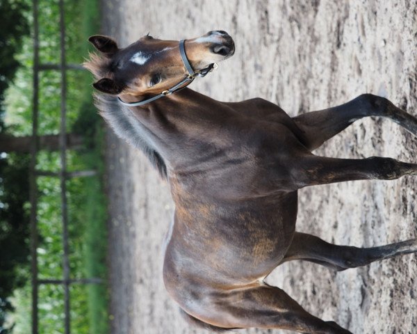 dressage horse Dafinja (Oldenburg, 2015, from Deveraux Deluxe)