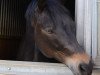 dressage horse Hurrikan Herold (German Riding Pony, 2003, from Hurrikan Heros)