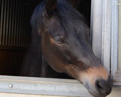 dressage horse Hurrikan Herold (German Riding Pony, 2003, from Hurrikan Heros)