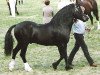 stallion Ffoslas Sir Gwynfor (Welsh-Cob (Sek. D), 1980, from Parc Sir Ivor)