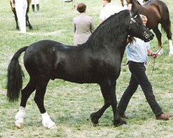 stallion Ffoslas Sir Gwynfor (Welsh-Cob (Sek. D), 1980, from Parc Sir Ivor)