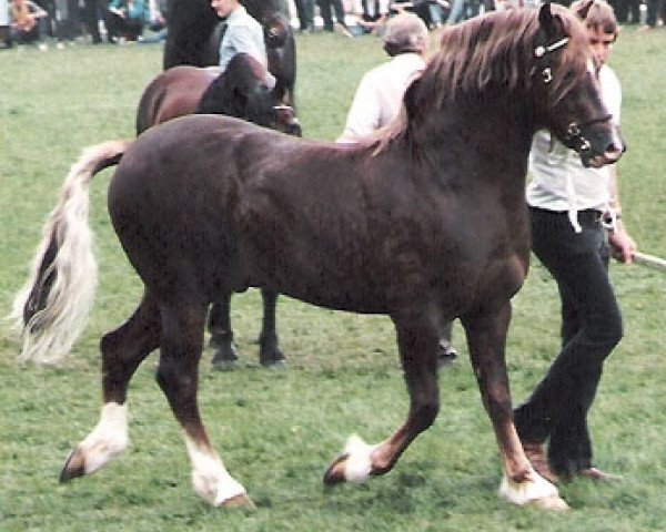 stallion Ffoslas Dafydd (Welsh-Cob (Sek. D), 1983, from Ffoslas Sir Gwynfor)
