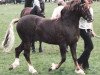 stallion Ffoslas Dafydd (Welsh-Cob (Sek. D), 1983, from Ffoslas Sir Gwynfor)