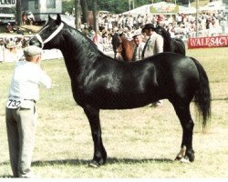 Zuchtstute Ffoslas Black Lady (Welsh-Cob (Sek. D), 1973, von Brenin Dafydd)