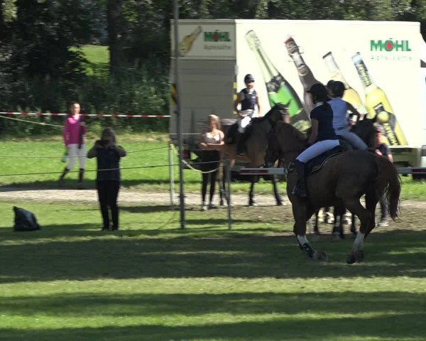 Reitturnier Wil 2020