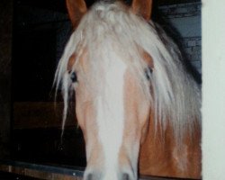 Pferd Napoleon (Haflinger, 1991, von Nissan)