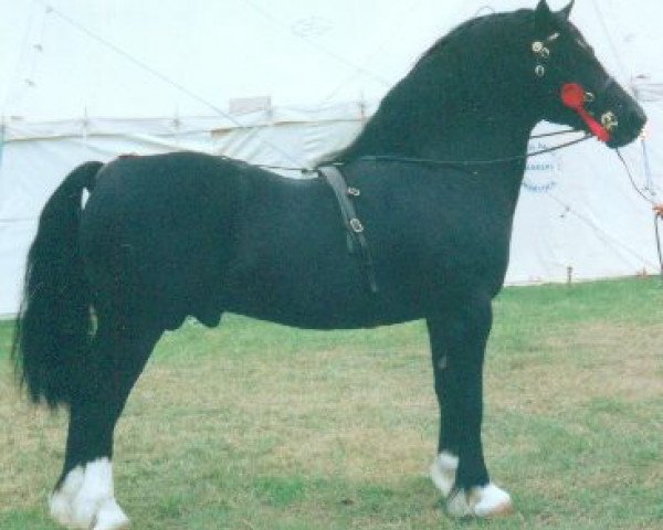stallion Cascob Dafydd Ddu (Welsh-Cob (Sek. D), 1982, from Brenin Dafydd)