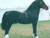 stallion Cascob Dafydd Ddu (Welsh-Cob (Sek. D), 1982, from Brenin Dafydd)
