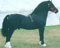 stallion Cascob Dafydd Ddu (Welsh-Cob (Sek. D), 1982, from Brenin Dafydd)