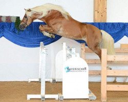 Deckhengst Amo B-L (Haflinger, 2005, von Avalon)