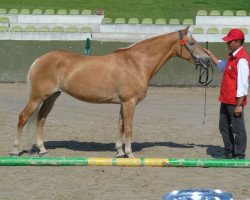 Pferd Blitze (Haflinger, 1998, von Antinor)