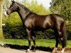 stallion Con Caletto (Holsteiner, 1996, from Contender)