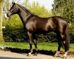 stallion Con Caletto (Holsteiner, 1996, from Contender)