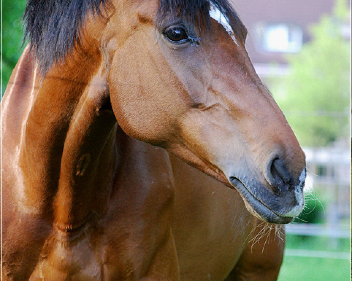 Zuchtstute Ina V (Holsteiner, 1994, von Leandro)
