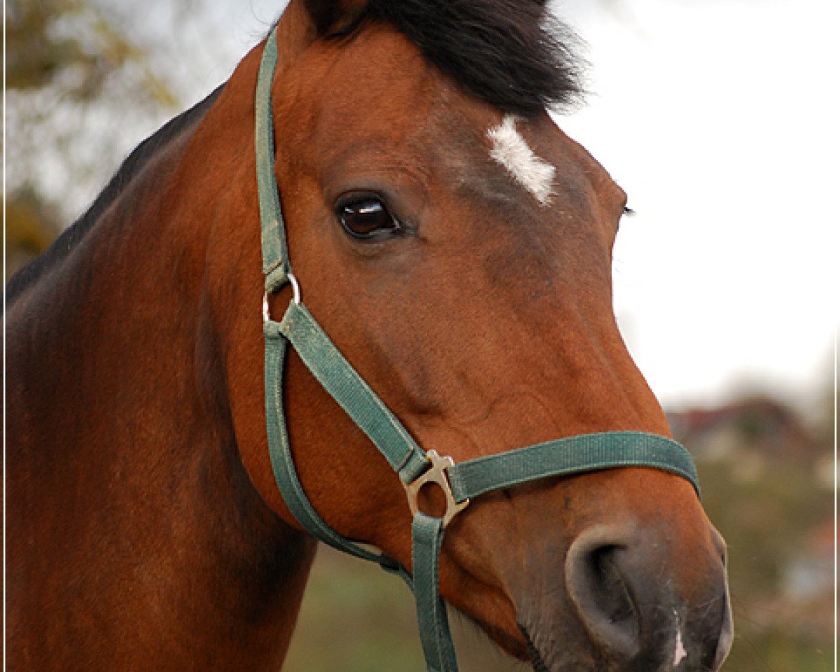 broodmare Pandura (Holsteiner, 2000, from Leandro)