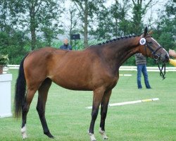 dressage horse Diawatha (Hanoverian, 2008, from Dancier)