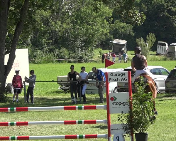Reitturnier Wil 2020