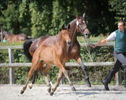 dressage horse Trenck (Trakehner, 2015, from Goldschmidt)