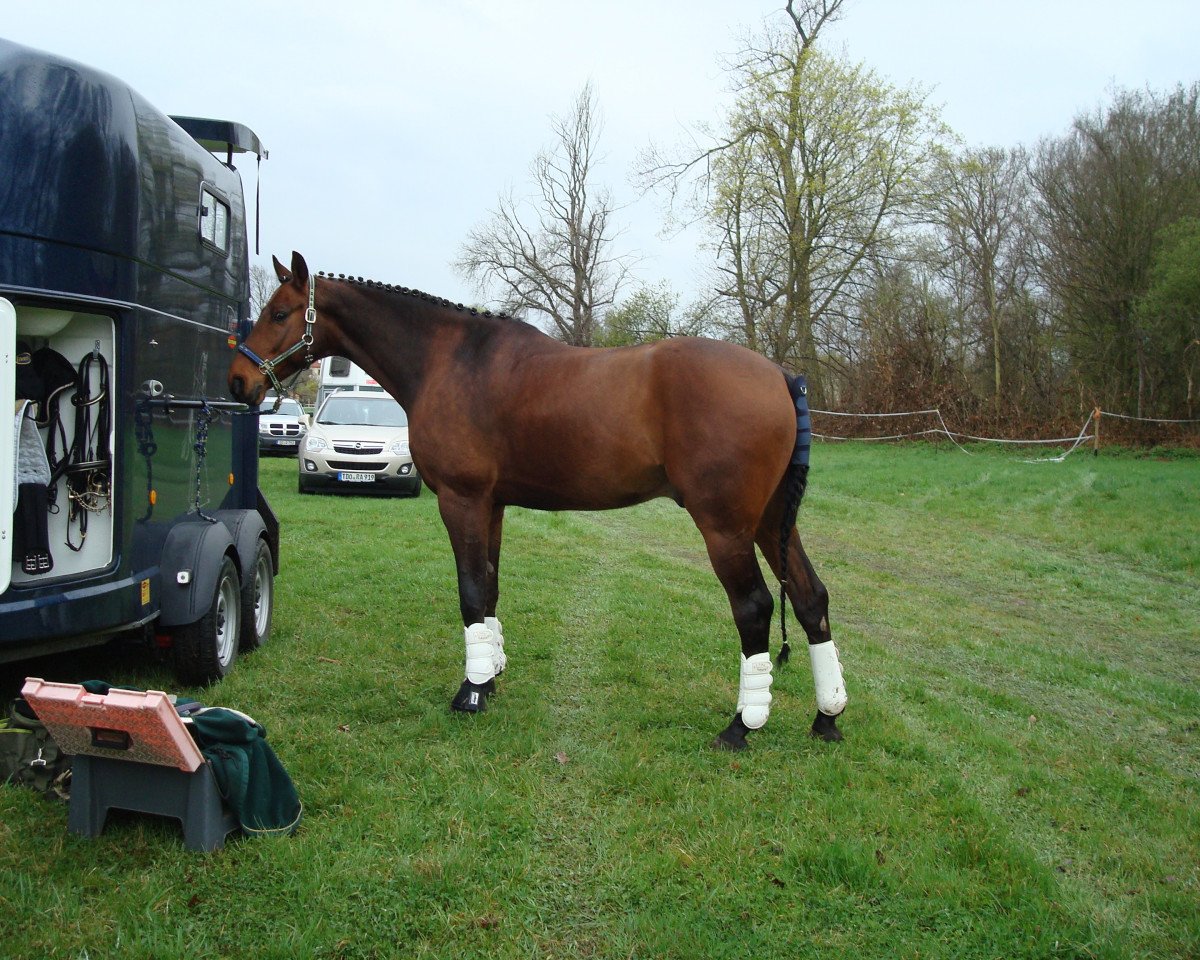 Dressurpferd Ready To Dance (Deutsches Sportpferd, 2004, von Riccione)