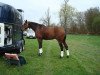 dressage horse Ready To Dance (German Sport Horse, 2004, from Riccione)