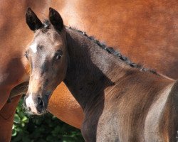 dressage horse Cassia (Trakehner, 2015, from Herakles TSF)