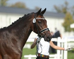 broodmare Olala (Trakehner, 2008, from Sixtus)