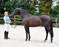 broodmare Gala (Trakehner, 2012, from E.H. Millennium)