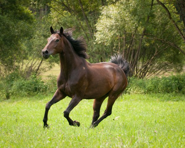 horse Weltina S (Hanoverian, 2002, from Weltmeyer)