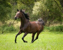 Pferd Weltina S (Hannoveraner, 2002, von Weltmeyer)