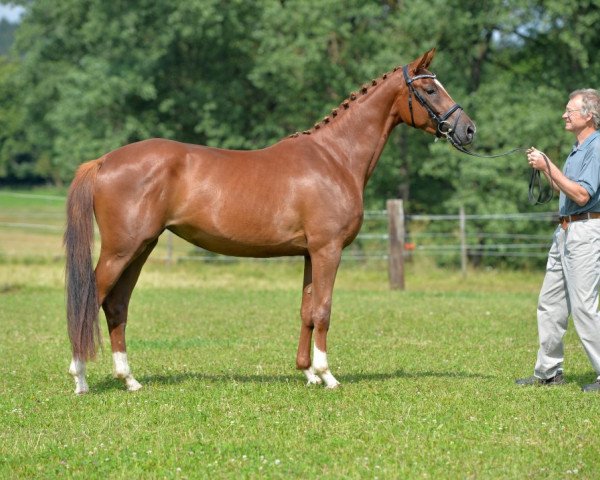 broodmare Panama (Trakehner, 2012, from Le Rouge 7)