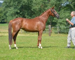 broodmare Panama (Trakehner, 2012, from Le Rouge 7)