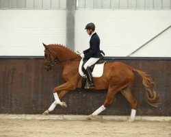 dressage horse Gut Saalhoff's Kensington (Trakehner, 2011, from Imperio 3)