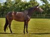 Zuchtstute Halle Berry (Trakehner, 2012, von Aston Martin)