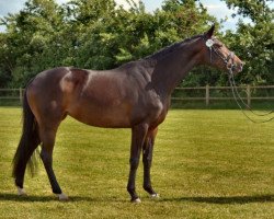 Zuchtstute Halle Berry (Trakehner, 2012, von Aston Martin)