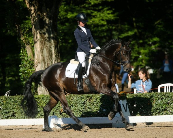 dressage horse Killarney (Trakehner, 2011, from Kentucky)