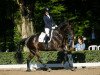 dressage horse Killarney (Trakehner, 2011, from Kentucky)