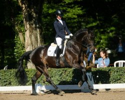 dressage horse Killarney (Trakehner, 2011, from Kentucky)