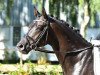 dressage horse Noir (Trakehner, 2012, from Garuda K)