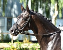 dressage horse Noir (Trakehner, 2012, from Garuda K)