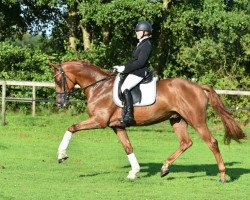 dressage horse Nurejew (Trakehner, 2011, from Elfado)