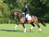 dressage horse Paragon (Trakehner, 2010, from Schwalbenglanz)