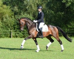 dressage horse Paragon (Trakehner, 2010, from Schwalbenglanz)